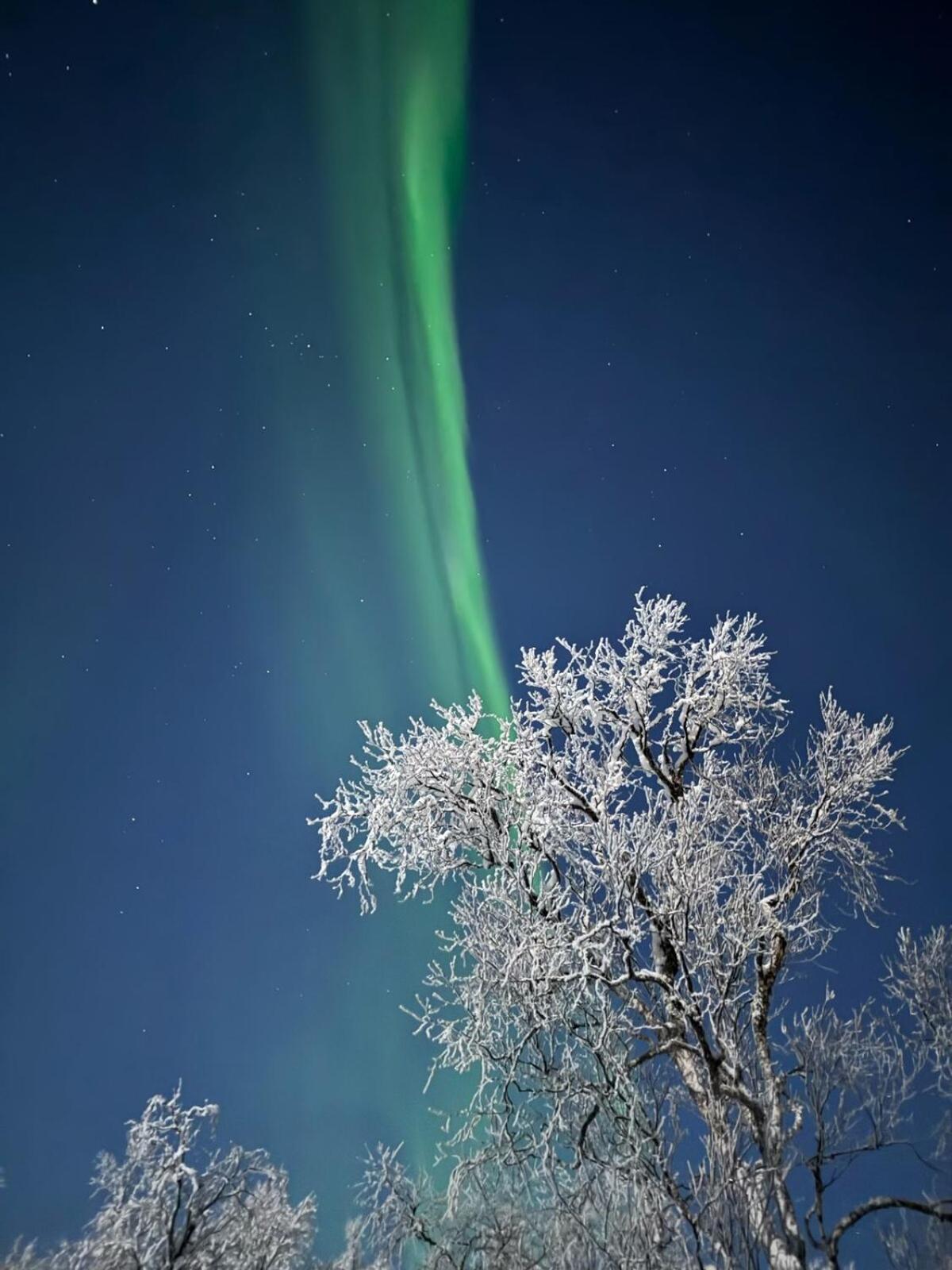 Trivelig Hytte I Senja. Dış mekan fotoğraf