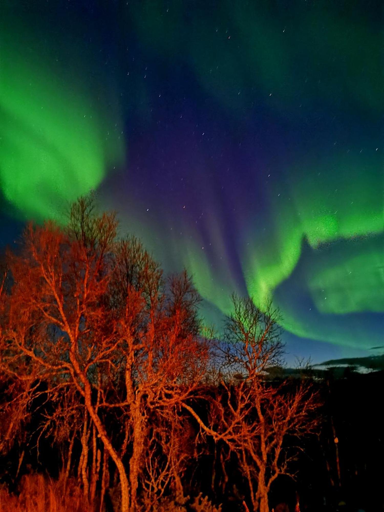 Trivelig Hytte I Senja. Dış mekan fotoğraf